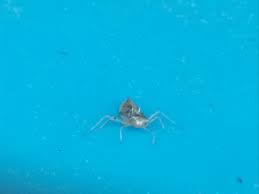 Was Sind Das Fur Kafer An Der Pool Wand Natur Insekten