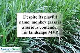 Water the fertilizer in well after applying. Trying To Decide If You Want Monkey Grass Spring Green Blog