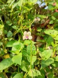 Image result for Asystasia sp. (Biegel 5184)