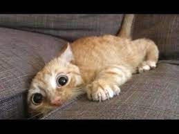 2 Funny Cats Compilation 2016 Best Funny Cat Videos Ever Funny Vines Youtube Funny Animal Vines Funny Cat Fails Cute Cats And Dogs