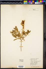 Image result for Hypericum aethiopicum