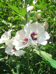 Use these 22 proven flowers to attract bees to your pollinator garden in your backyard. Hardy Hibiscus Forest Garden