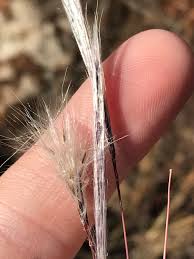 Image result for Andropogon eucomus