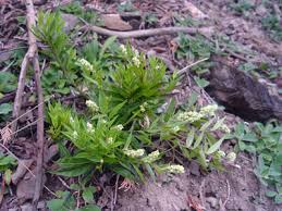 Image result for Polygala senensis