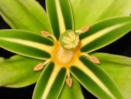 Image result for Bertiera aethiopica