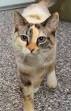50 Creative Calico Cat Names | Better Homes & Gardens