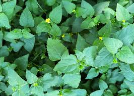 Image result for Calyptocarpus vialis