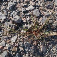 Image result for Eragrostis moggii