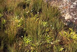 Image result for Mesanthemum africanum
