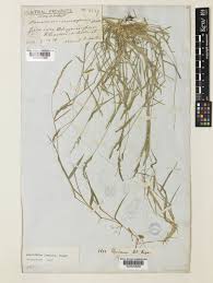 Image result for Moorochloa eruciformis