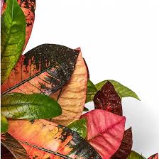 Image result for Codiaeum