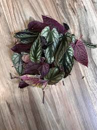 Image result for Rytigynia bagshawei