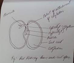 Keep the fragrance and color simple and practice until you feel comfortable with the process. Draw A Labelled Lateral View Of A Bean Seed And Also When The Red Kidney Bean Seed Is Cut Open Brainly In