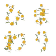 Sehingga pasca perang dunia ii, masyarakat jepang banyak yang menanam bunga matahari, begitu juga saat pembangkit listrik tenaga nuklir di fukushima jepang dihancurkan tsunami, jutaan tanaman bunga matahari ditanam oleh pemerintah dan masyarakat setempat. Bunga Matahari Bahasa Jepang