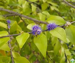 Image result for Memecylon myrianthum