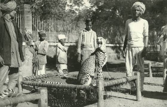 How India's Last Asiatic Cheetahs Were Used For Hunting By the British, the Mughals and the Rajputs