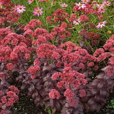 200+ vectors, stock photos & psd files. Sedum Desert Red Terra Nova Nurseries Inc