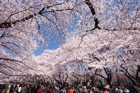 Seronok bila ramai yang terinspirasi dan nak abadikan. 10 Tempat Terbaik Untuk Melihat Sakura Di Tokyo