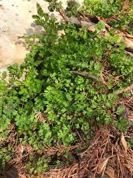 However, if you're unsure, look up common weeds and compare the images with your own plants. Weed Identification Archives Dyck Arboretum