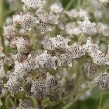 Image result for Parthenium