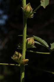 Image result for Hibiscus nigricaulis