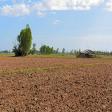 Agricultural Land