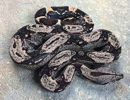 Pin On Snek