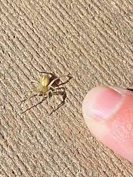 Image result for yellow sac spider bite skin