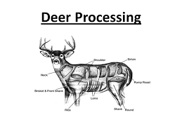 Deer Processing The Shot A Clean Kill Heart Lung Of An Unexpected Deer Prevents Adrenaline And Lactic Acid Build Up In Muscle Of Running Deer Ppt Download . but here is the most famous reindeer of all! deer processing the shot a clean kill