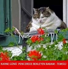 Iste Karne Gunu Foto Yorum Lari Komik Hayvanlar Kedi Esprileri Hayvanlar