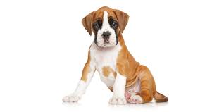 Puppyfinder.com is your source for finding an ideal boxer puppy for sale in usa. Oklahoma Puppies For Sale From Vetted Breeders In Ok