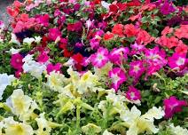 Saline Farmers Market