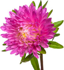 Sympathy flowers for funerals bring emotions and words into a physical and tangible object that is symbolic and beautiful in a variety of ways. 2021 Guide To Selecting The Right Funeral Flowers