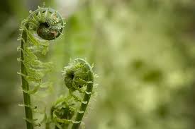 Read on for a list of 23 edible plants—some common, some surprising—to grow in a shady garden. 20 Best Plants That Grow In The Dark Houseplants Vegetables