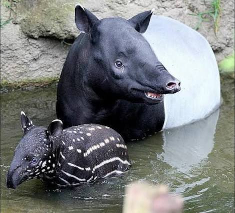 Get a grip! I'm a frugivore." . Malayan tapir is a grazer and a browser,  whom uses its flexible extended nose like a finger to grab leaves from tree  branches or to