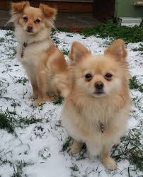 Pomeranian Chihuahua Mix Black And Brown Pomchidogbreed Loves To Stay With Each Other Www Thepetsworld Pomchi Dogs Black Pomchi Hypoallergenic If You Ha Pomchi Dogs Dog Breeds Pomchi Puppies