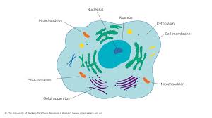 Cell diagram showing mitochondria — Science Learning Hub