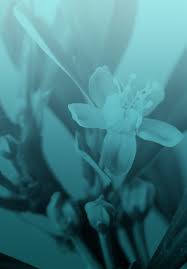 Image result for Nectaropetalum carvalhoi