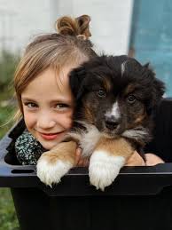 Headline Miniature American Shepherds‎