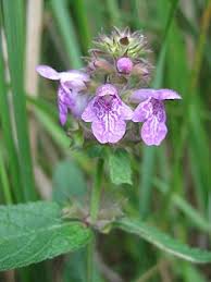 Image result for Stachys pseudonigricans