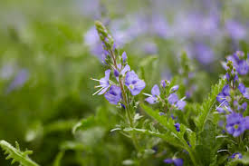 They grow in clumps close to the ground, making them. Create A Carpet Of Color In Your Yard With Groundcovers Costa Farms