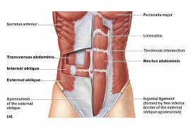 External Oblique Aponeurosis Linea Alba 02 Abdominal Muscles Anatomy Abdominal Muscles Muscle Anatomy