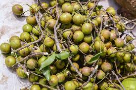 Image result for Melicoccus