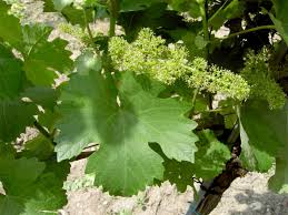✓ free for commercial use ✓ high quality images. Vitis Vinifera Common Grape Vine World Of Flowering Plants