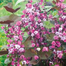 Image result for Dolichos lualabensis