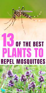 13 Plants That Repel Mosquitoes The Organic Goat Lady Mosquito Repelling Plants Mosquito Repellent Anti Mosquito Plants