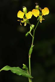 Image result for Aneilema