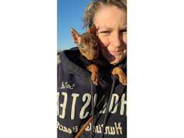 They chip when they spay or neuter a rescued, adoptable cat or kitten. Pet Microchip Id Lookup Registration For Dogs Cats