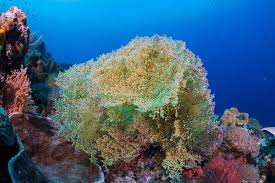 Image result for Pycreus muricatus