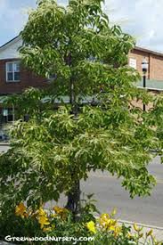 Sourwood honey is a highly prized local product. Sourwood Tree Greenwood Nursery